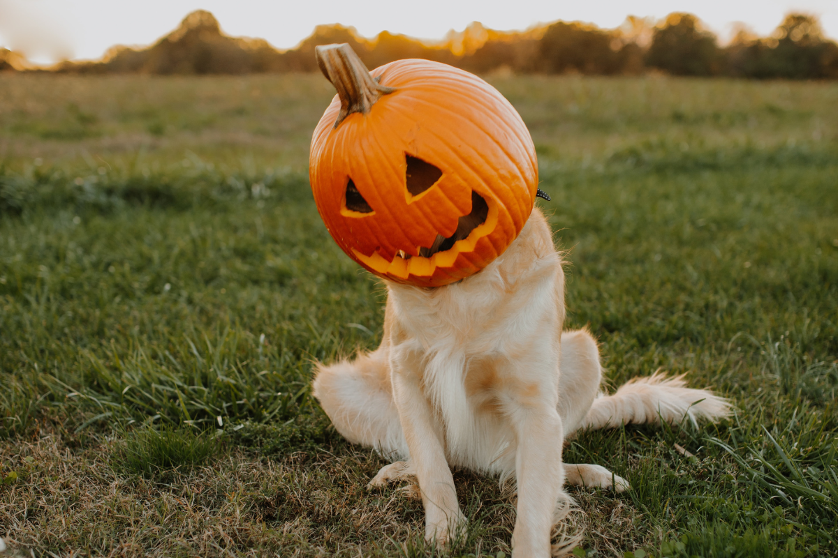 Dog Halloween Costume